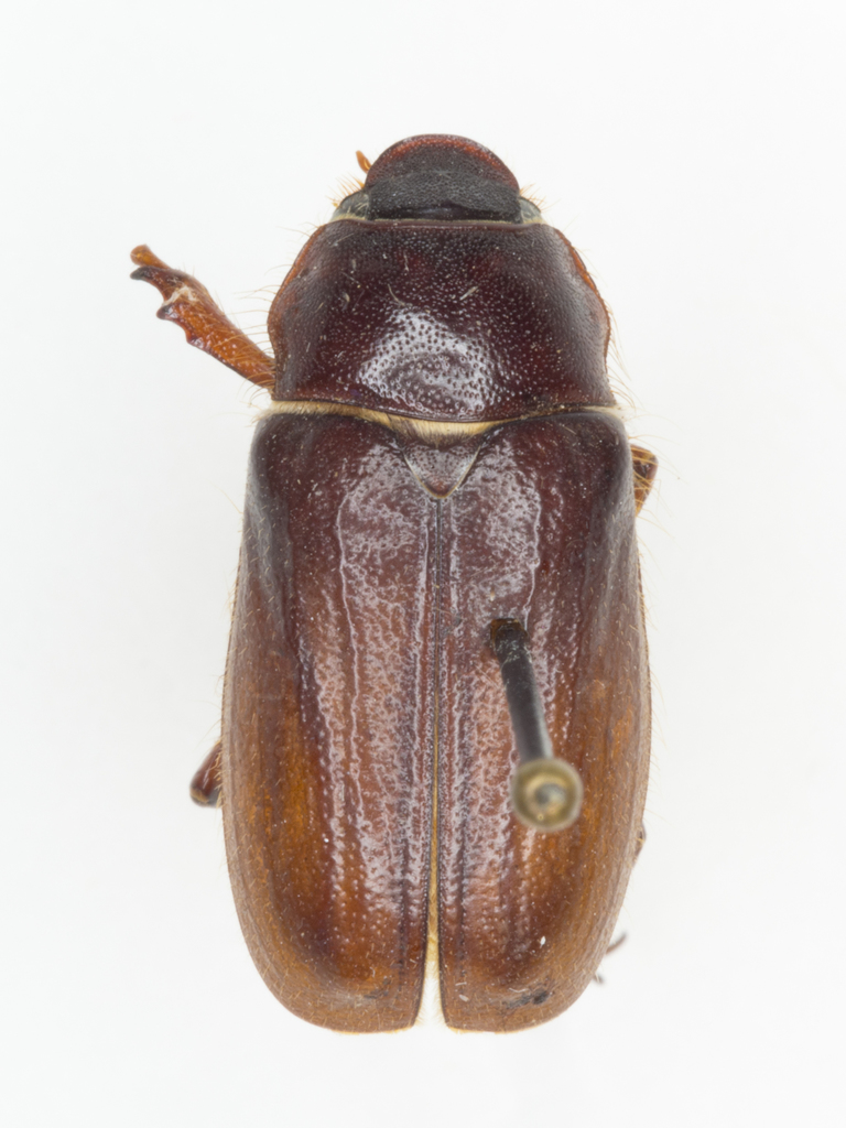 Phyllophaga disparilis