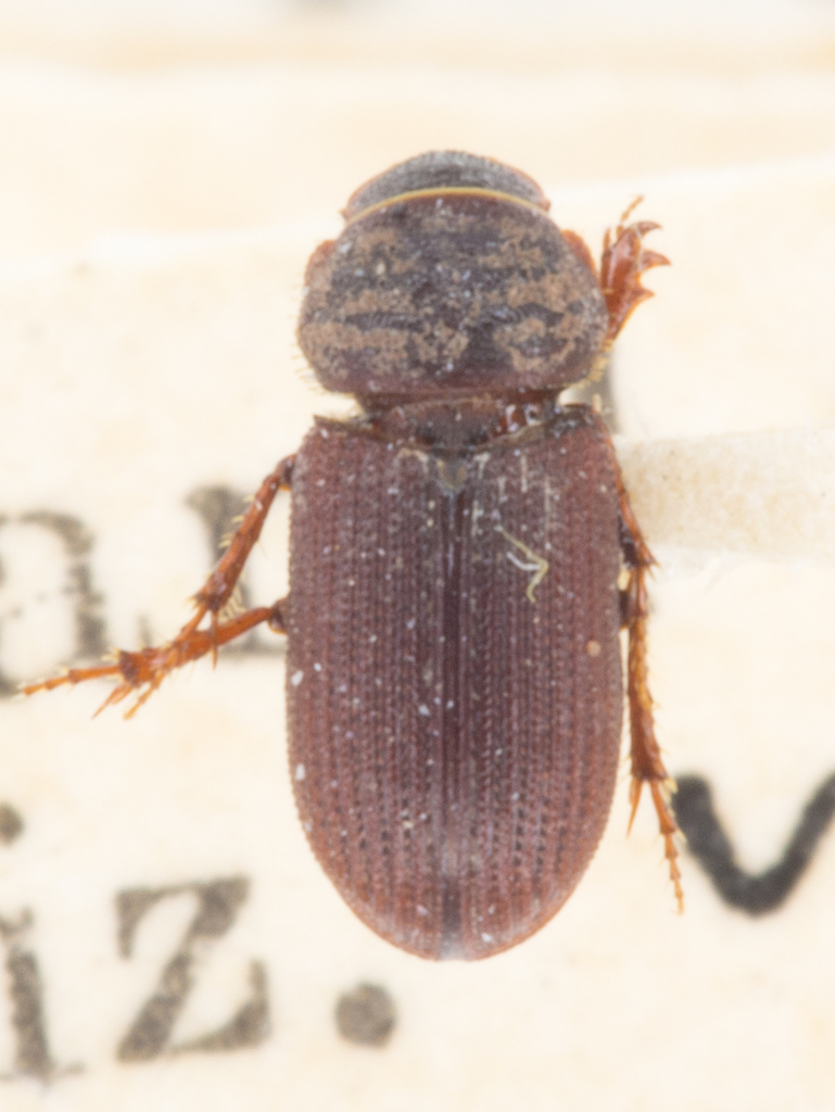 Rhyssemus californicus