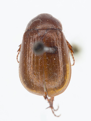 Serica porcula
