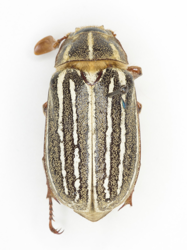 Ten-lined June beetle