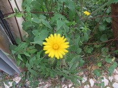 Sonchus oleraceus
