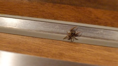 Marpissa muscosa