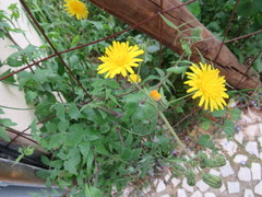 Sonchus oleraceus