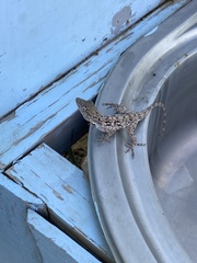 Anolis charlesmyersi
