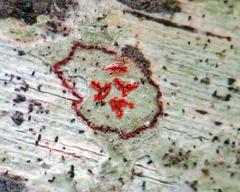 Arthonia rubrocincta