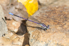Argia hinei