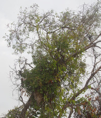 Melaleuca dealbata