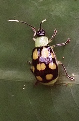 Diabrotica regalis