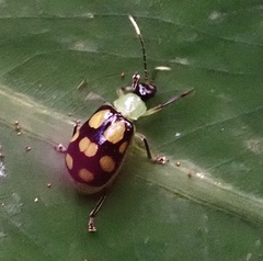 Diabrotica regalis