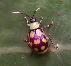 Diabrotica regalis