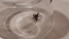 Marpissa muscosa