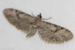 Eupithecia bolterii