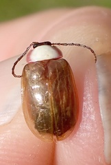 Asphaera chontalensis