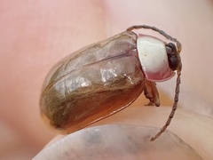 Asphaera chontalensis