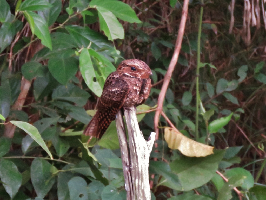Yucatan Poorwill
