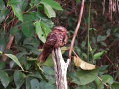 Yucatan Poorwill photo 4
