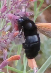 Xylocopa tabaniformis androleuca