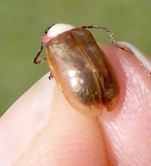 Asphaera chontalensis