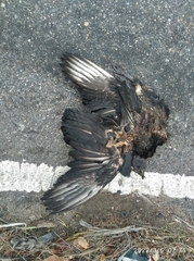 Coragyps atratus brasiliensis