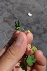 Oxalis