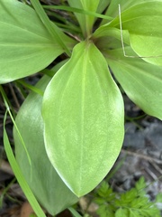 Lilium humboldtii humboldtii