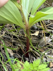Lilium humboldtii humboldtii