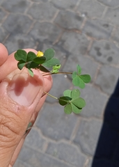 Oxalis