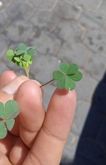 Oxalis