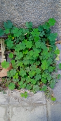 Oxalis