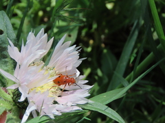Leptopalpus rostratus