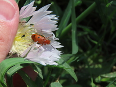 Leptopalpus rostratus