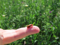 Leptopalpus rostratus