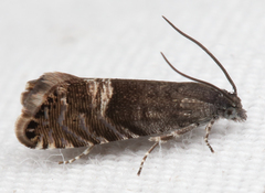 Sereda tautana