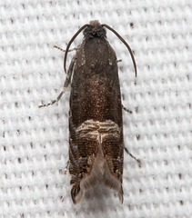 Sereda tautana