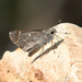 Sheep Skipper - Photo (c) Greg Lasley, some rights reserved (CC BY-NC), uploaded by Greg Lasley