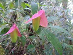 Passiflora membranacea