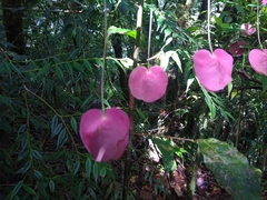 Passiflora membranacea