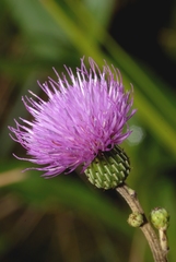 Cirsium monspessulanum