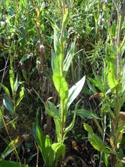 Cirsium monspessulanum