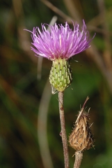 Cirsium monspessulanum