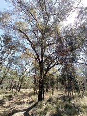 Quercus viminea
