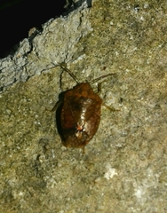 Dryadocoris apicalis