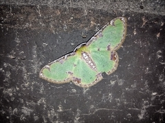 Eucyclodes buprestaria