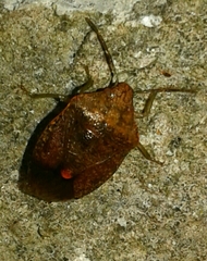 Dryadocoris apicalis