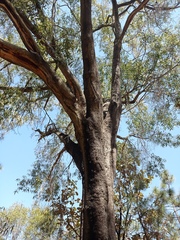 Quercus viminea