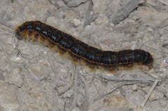 Malacosoma franconicum