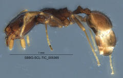 Pheidole clementensis
