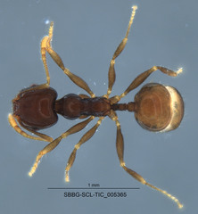 Pheidole clementensis