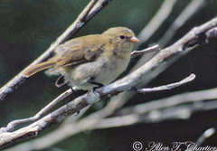 Certhidea fusca