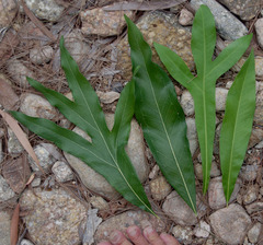 Buckinghamia celsissima